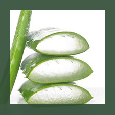 Aloe vera sabila natural