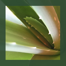 hojas y plantas de aloe